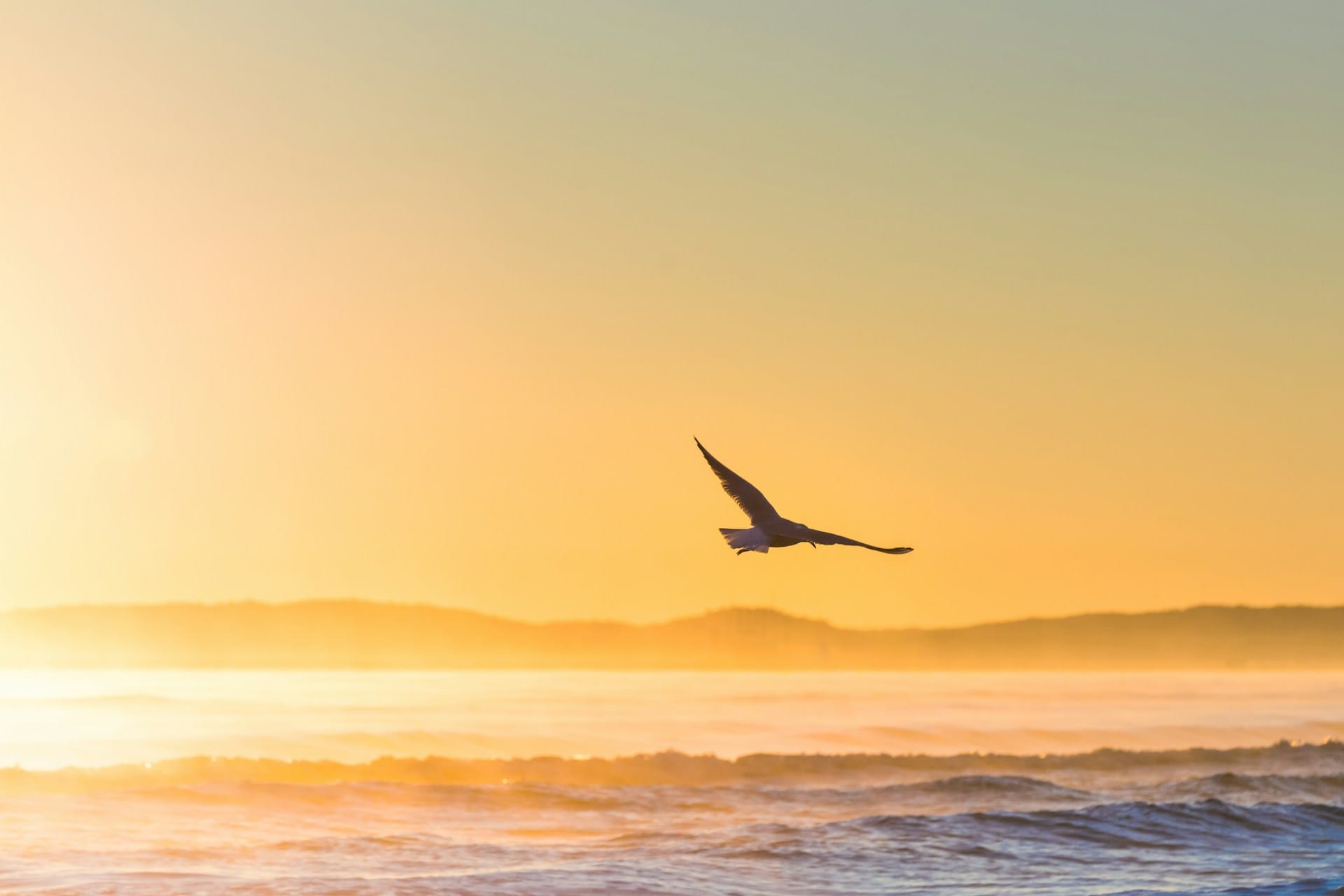 The RISE-UP Protocol | Dr. Orna Izakson | Integrative Sleep Medicine bird flying through the sunrise over waves.